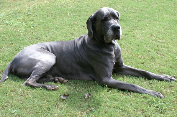 Diesel the Dynamics CRM Great Dane